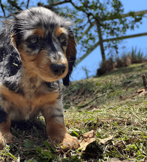 teckel salchicha pelo largo medellin