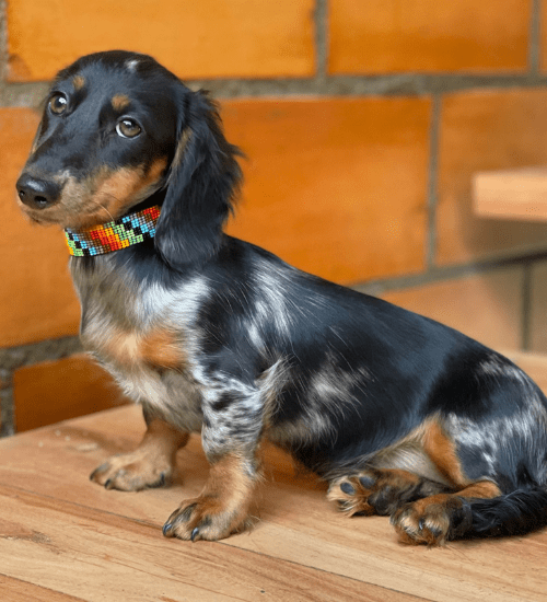 teckel salchicha pelo largo medellin