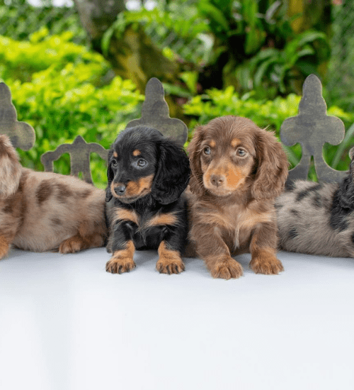 teckel salchicha pelo largo medellin