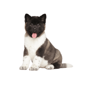 Akita Americano Medellin