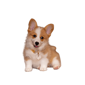 Corgi Medellin