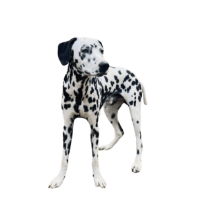 Dalmata Medellin