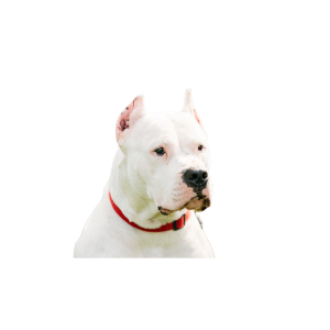 Dogo Argentino Colombia Medellin