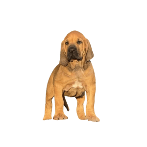 Fila Brasileiro Medellin