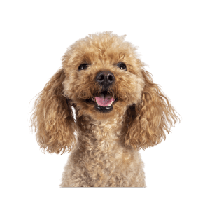 French Poodle Mini Toy