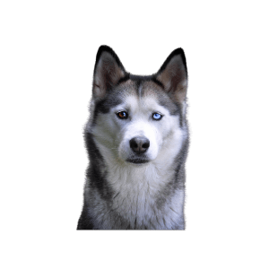 Husky Siberiano Medellin