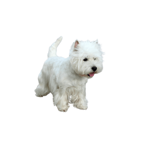 West Highhland Terrier Medellin