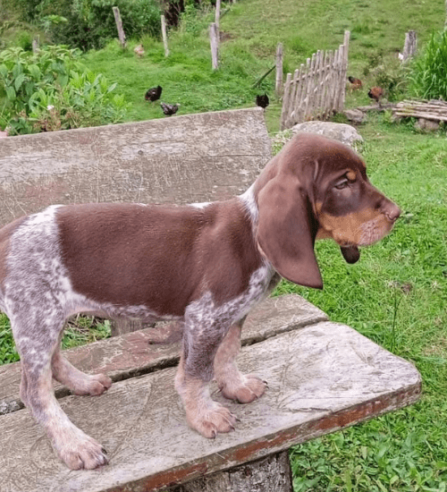 Sabueso Fino Colombiano Medellin