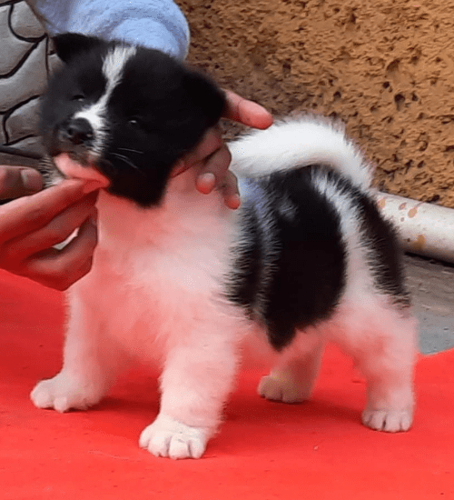 Akita Americano Medellin