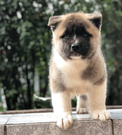 Akita Americano Medellin