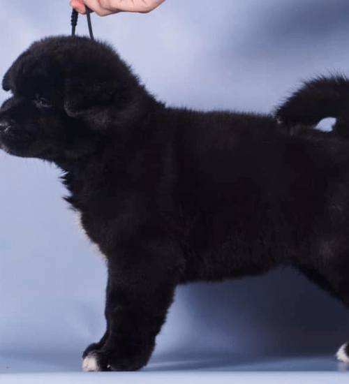 Akita Americano Medellin