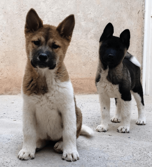Akita Americano Medellin