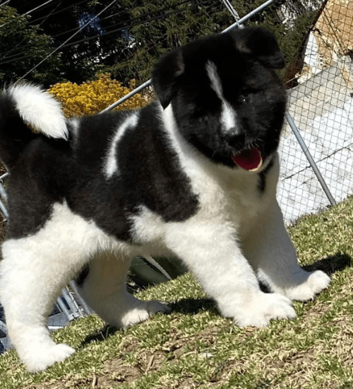 Akita Americano Medellin
