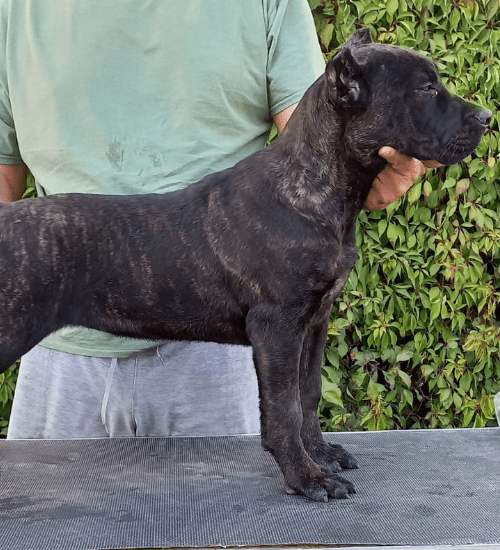 Cane Corso Medellin