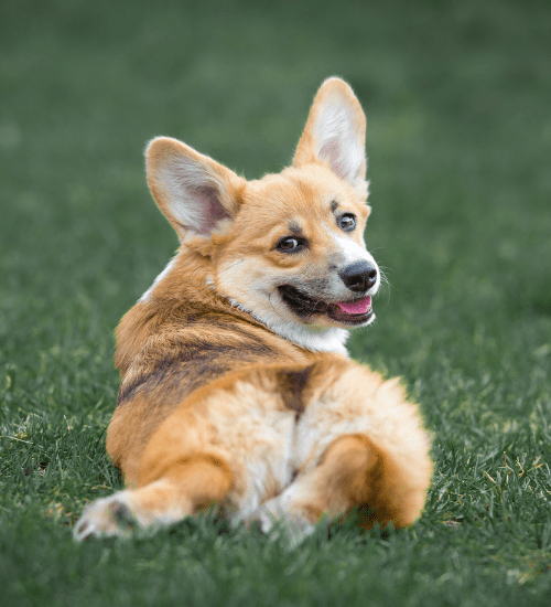 Corgi Medellin