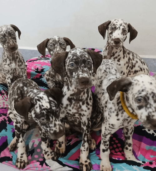 Dalmata Medellin