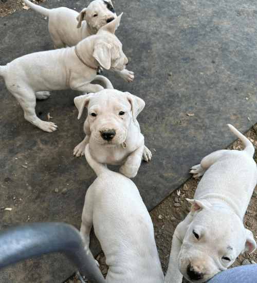 Dogo Argentino Colombia Medellin