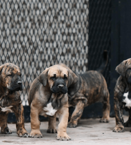 Fila Brasileiro Colombia Medellin
