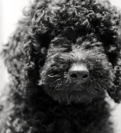 French Poodle Mini Toy