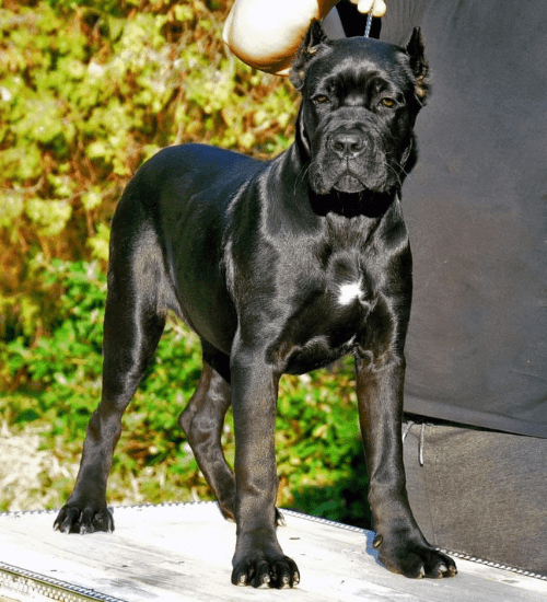 Cane Corso Medellin