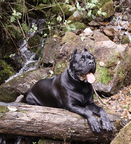 Cane Corso Medellin