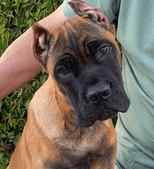 Cane Corso Medellin