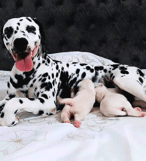 Dalmata Medellin