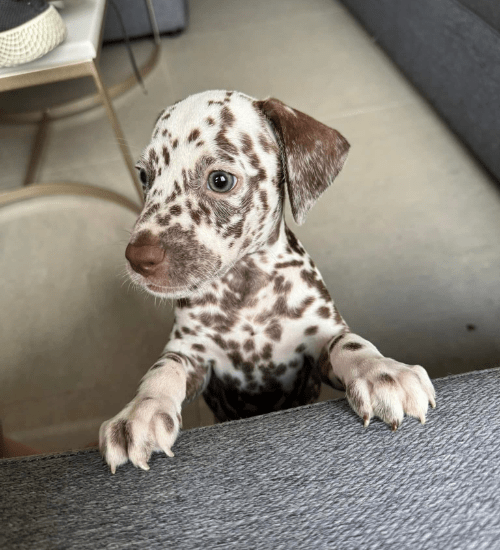 Dalmata Medellin