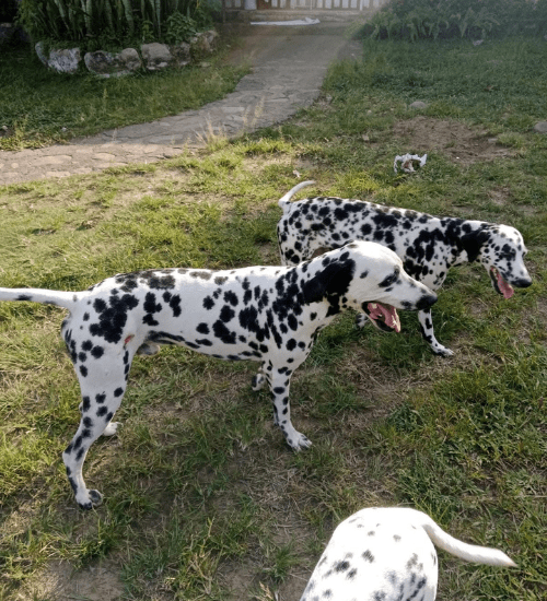 Dalmata Medellin