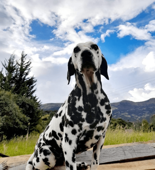Dalmata Medellin