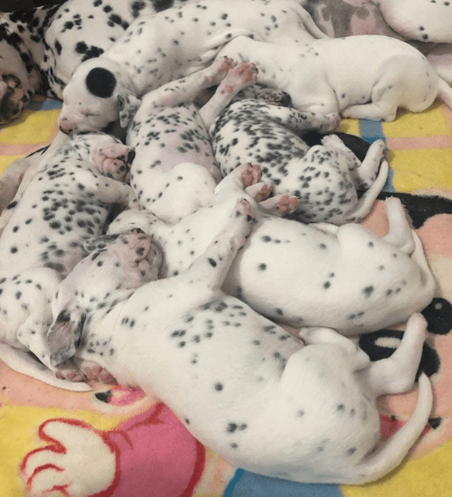 Dalmata Medellin