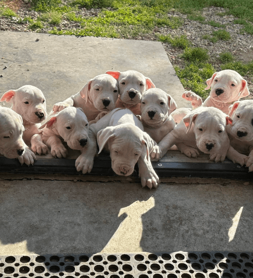 Dogo Argentino Colombia Medellin