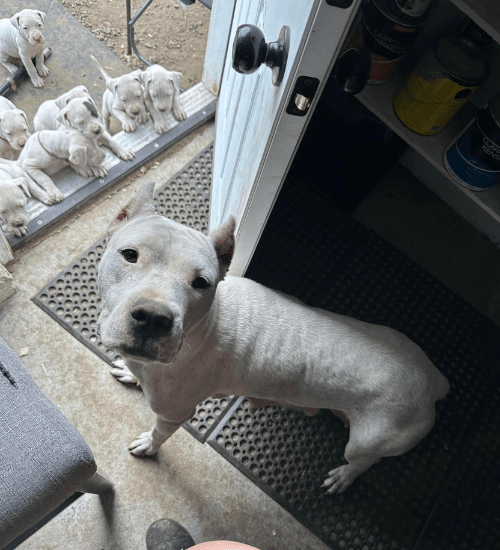 Dogo Argentino Colombia Medellin