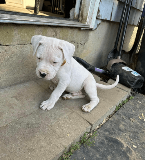 Dogo Argentino Colombia Medellin