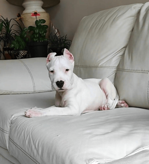 Dogo Argentino Colombia Medellin