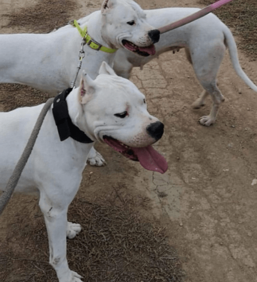 Dogo Argentino Colombia Medellin