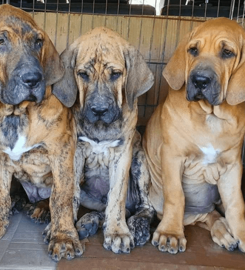 Fila Brasileiro Colombia Medellin