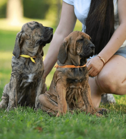 Fila Brasileiro Colombia Medellin
