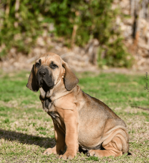 Fila Brasileiro Colombia Medellin