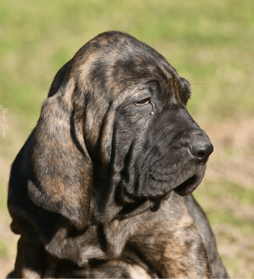 Flia Brasileiro Colombia Medellin