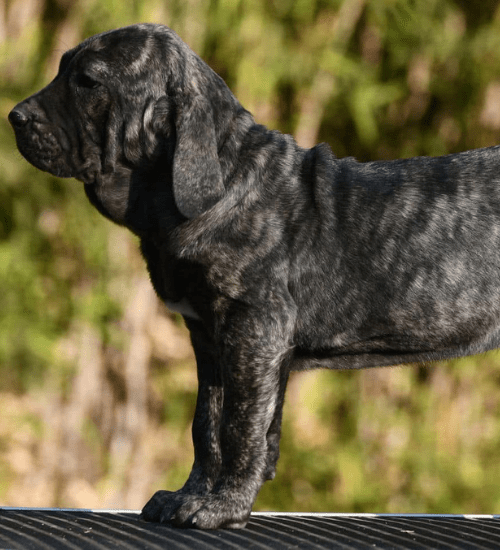 Fila Brasileiro Colombia Medellin