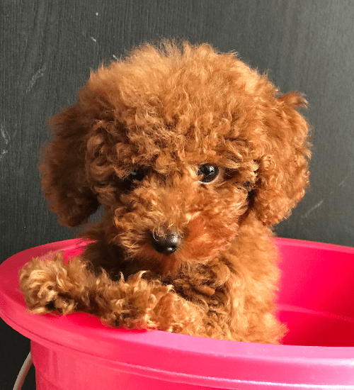 French Poodle Mini Toy