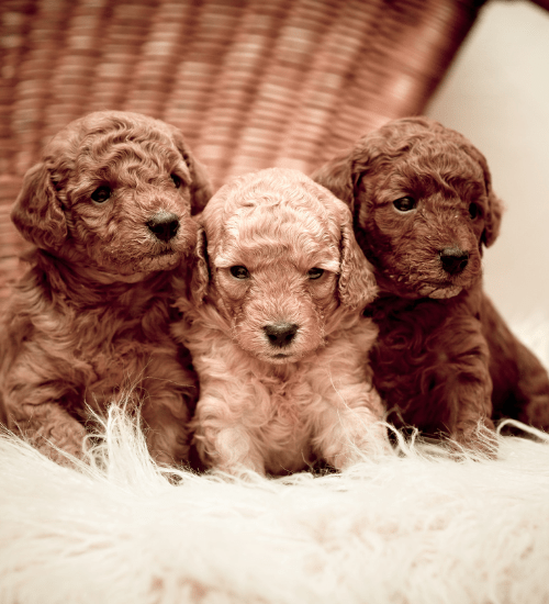 French Poodle Mini Toy