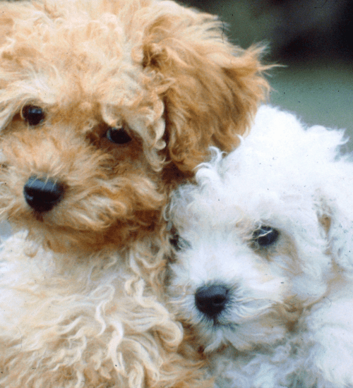 French Poodle Mini Toy