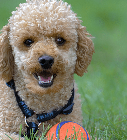 French Poodle Mini Toy