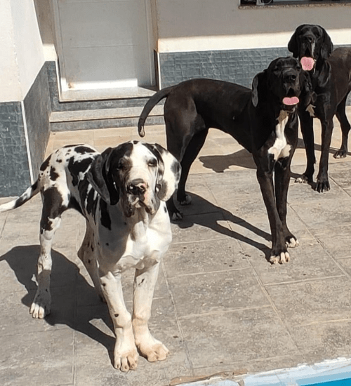 Gran Danes Medellin