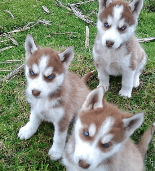 Husky Siberiano Medellin
