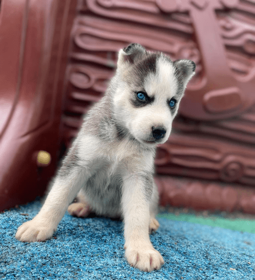 Husky Siberiano Medellin