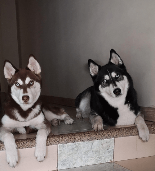 Husky Siberiano Medellin