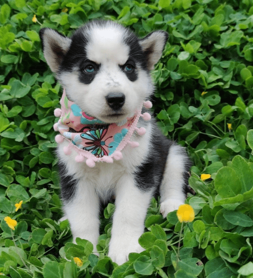 Husky Siberiano Medellin